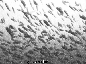 School of fish in kelp beds off La Jolla, CA , manipulate... by Brad Ellis 